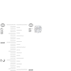 Thumbnail Image 2 of Lab-Created Diamonds by KAY Solitaire Stud Earrings 3/4 ct tw 14K White Gold (F/SI2)