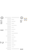 Thumbnail Image 2 of Solitaire Diamond Earrings 1/10 ct tw Round-cut 14K Yellow Gold (I/I2)
