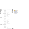 Thumbnail Image 2 of Diamond Solitaire Earrings 1 ct tw Round-cut 14K Yellow Gold (I/I2)