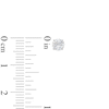 Thumbnail Image 3 of Previously Owned KAY Lab-Grown Diamonds Solitaire Stud Earrings 3/4 ct tw 14K White Gold (F/SI2)